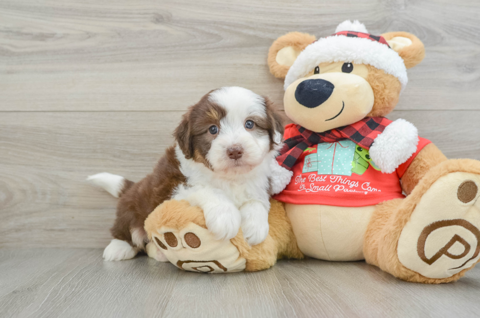 6 week old Mini Aussiedoodle Puppy For Sale - Florida Fur Babies