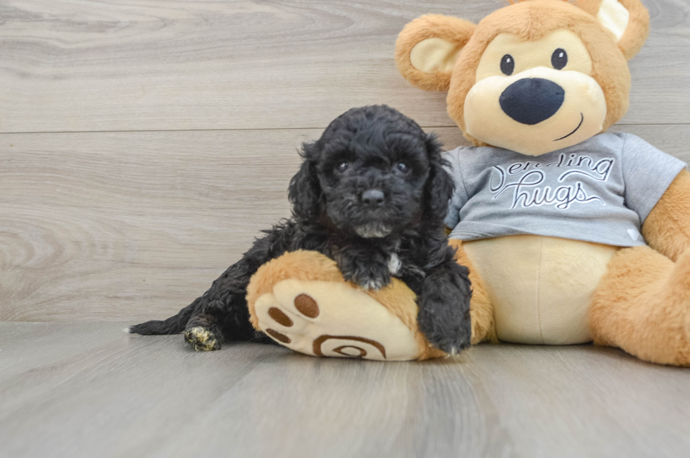 4 week old Mini Aussiedoodle Puppy For Sale - Florida Fur Babies