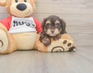 8 week old Mini Aussiedoodle Puppy For Sale - Florida Fur Babies