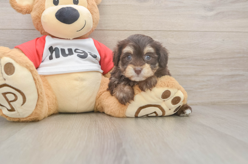 5 week old Mini Aussiedoodle Puppy For Sale - Florida Fur Babies