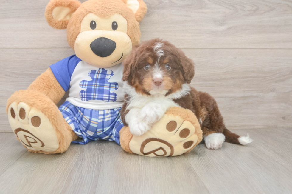 6 week old Mini Aussiedoodle Puppy For Sale - Florida Fur Babies