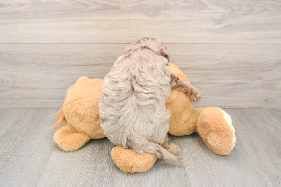 Petite Mini Aussiedoodle Poodle Mix Pup