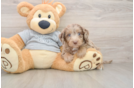 Mini Aussiedoodle Pup Being Cute
