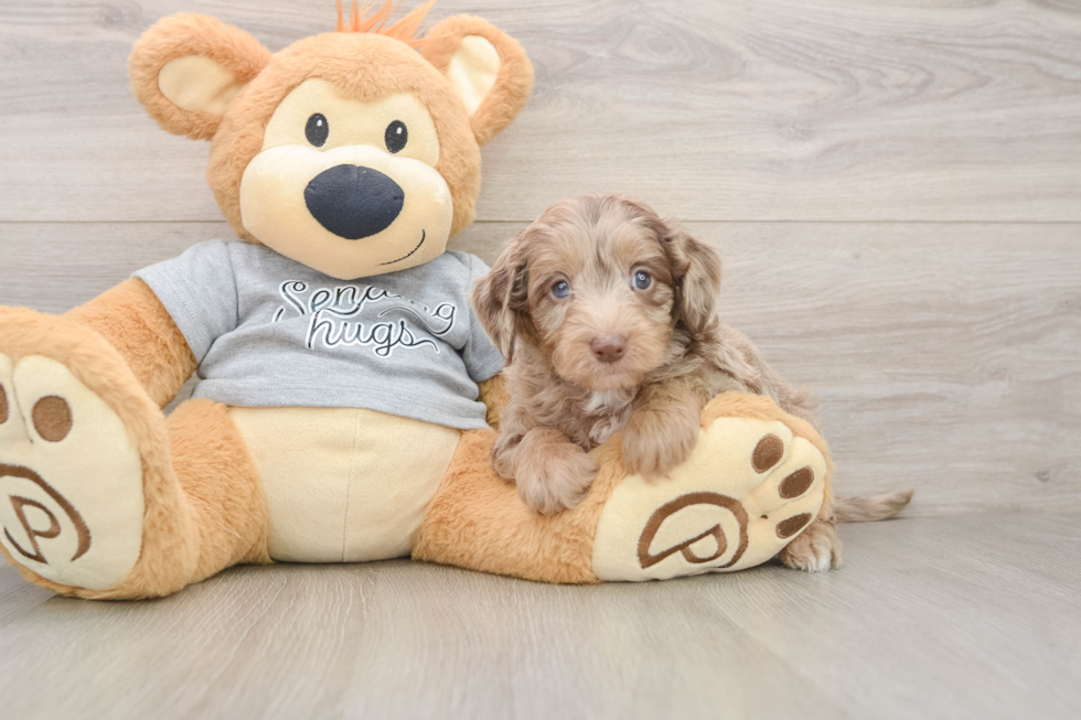 Mini Aussiedoodle Pup Being Cute