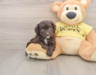 5 week old Mini Aussiedoodle Puppy For Sale - Florida Fur Babies