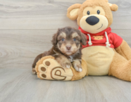 7 week old Mini Aussiedoodle Puppy For Sale - Florida Fur Babies