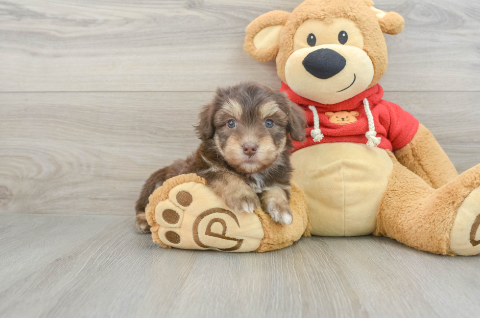 5 week old Mini Aussiedoodle Puppy For Sale - Florida Fur Babies