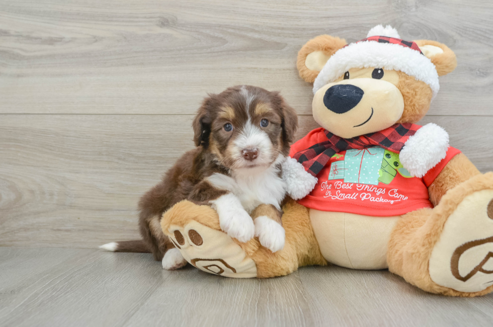 6 week old Mini Aussiedoodle Puppy For Sale - Florida Fur Babies