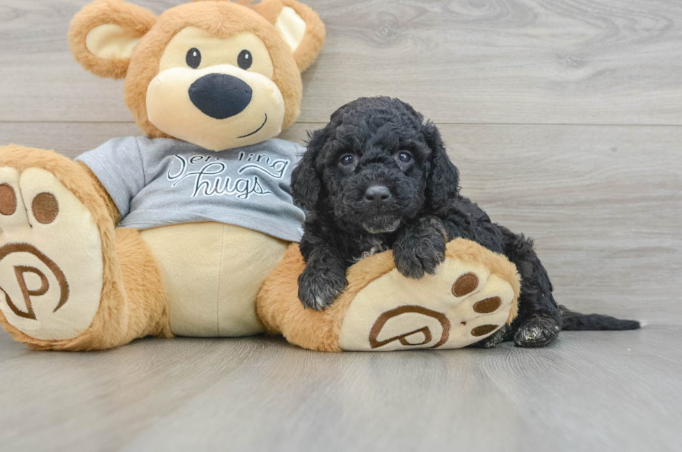 4 week old Mini Aussiedoodle Puppy For Sale - Florida Fur Babies