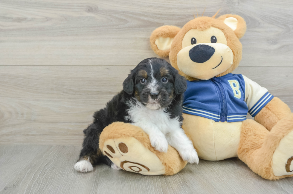 6 week old Mini Aussiedoodle Puppy For Sale - Florida Fur Babies