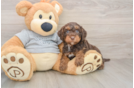 Best Mini Aussiedoodle Baby
