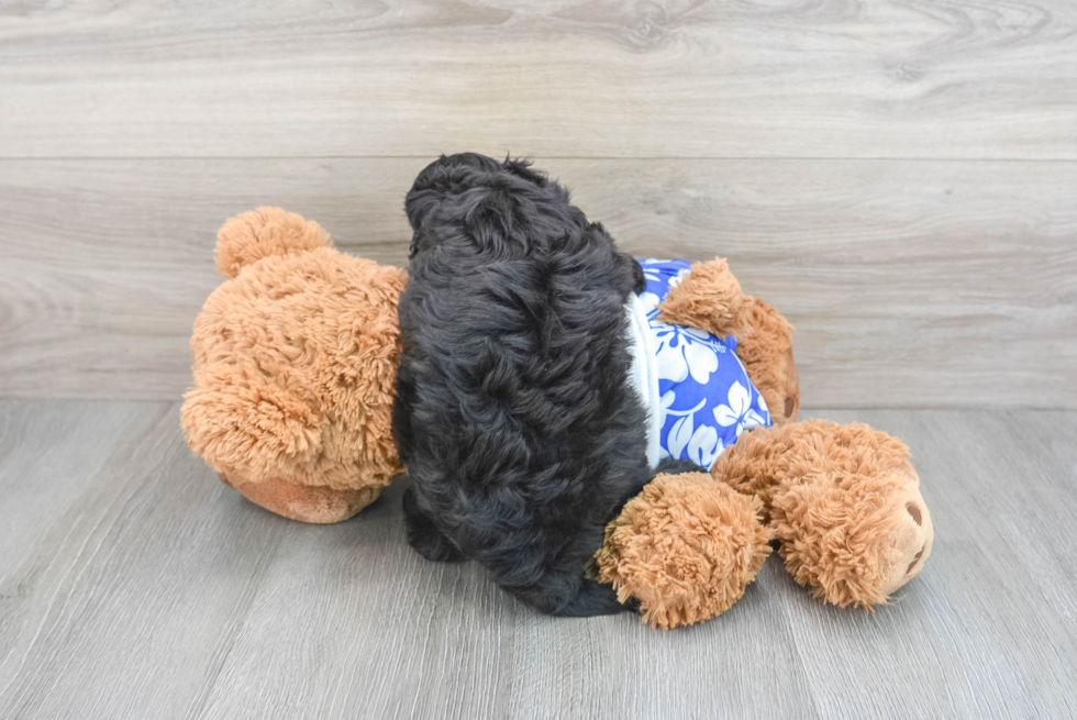 Mini Aussiedoodle Puppy for Adoption
