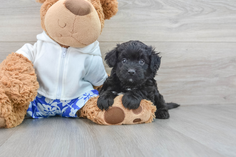 Best Mini Aussiedoodle Baby