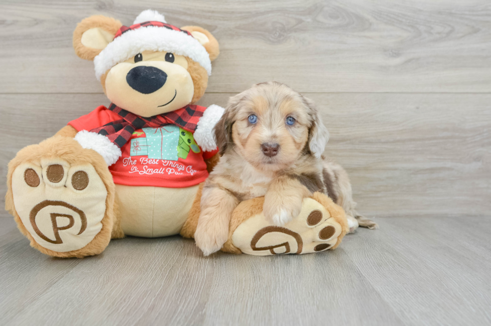 6 week old Mini Aussiedoodle Puppy For Sale - Florida Fur Babies