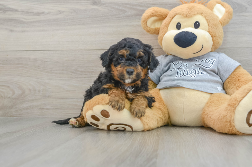 5 week old Mini Aussiedoodle Puppy For Sale - Florida Fur Babies