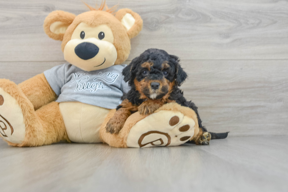 Mini Aussiedoodle Pup Being Cute