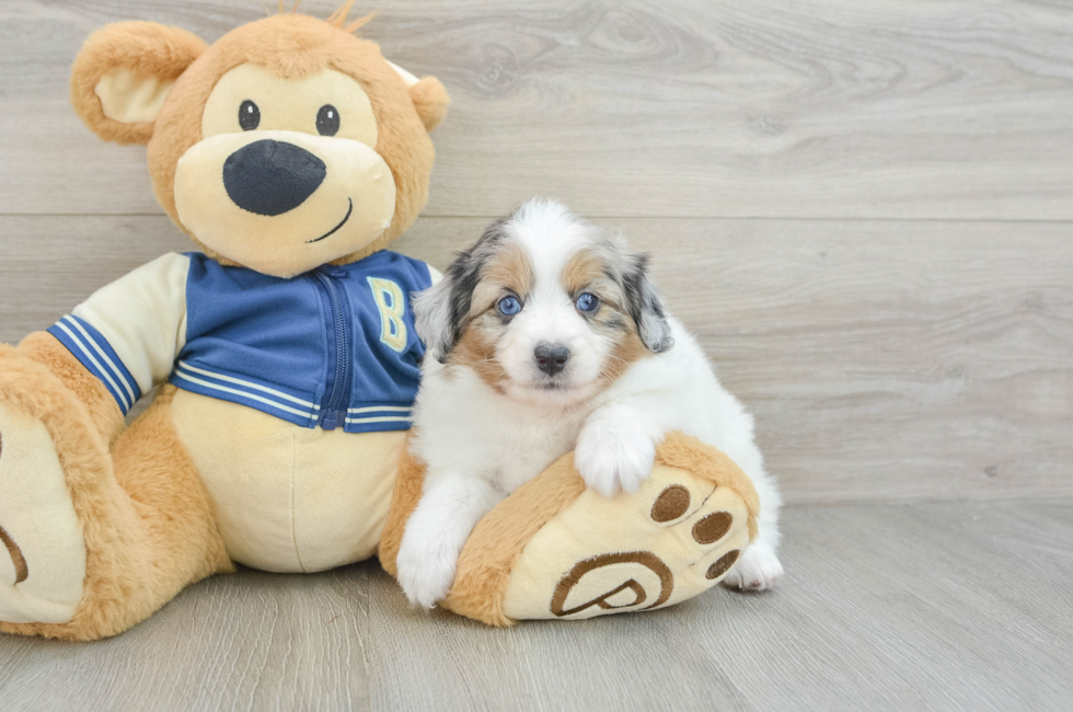 6 week old Mini Aussiedoodle Puppy For Sale - Florida Fur Babies