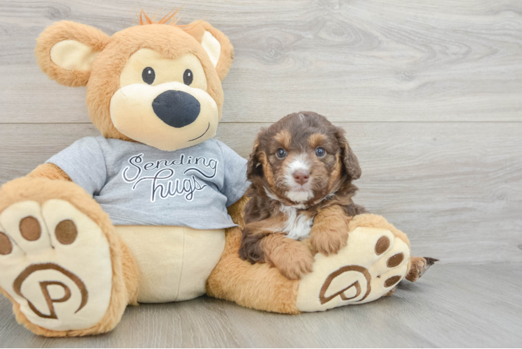 Best Mini Aussiedoodle Baby
