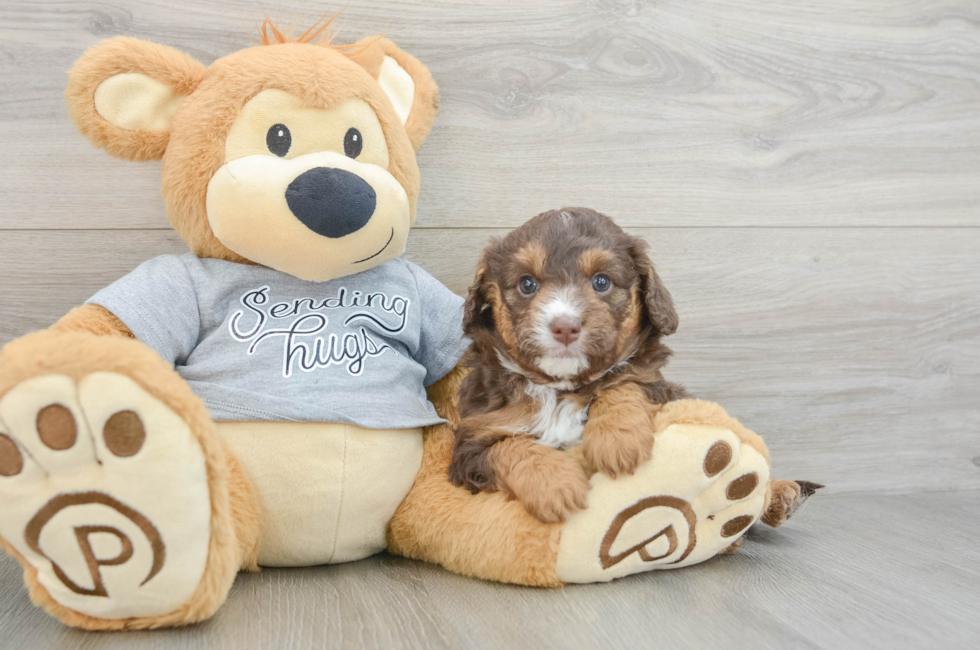 7 week old Mini Aussiedoodle Puppy For Sale - Florida Fur Babies
