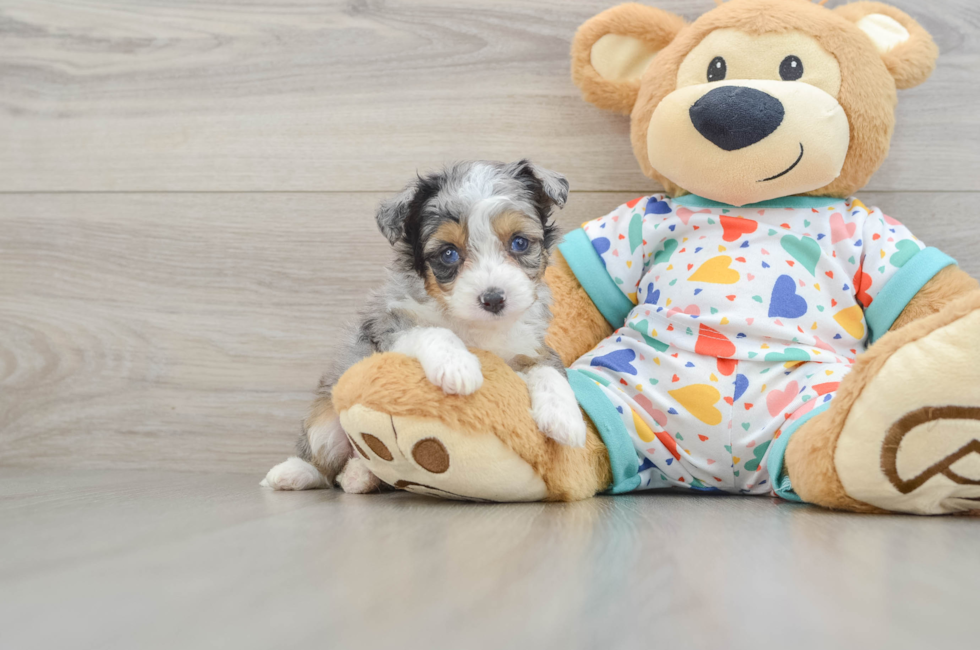5 week old Mini Aussiedoodle Puppy For Sale - Florida Fur Babies