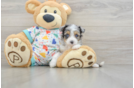 Best Mini Aussiedoodle Baby