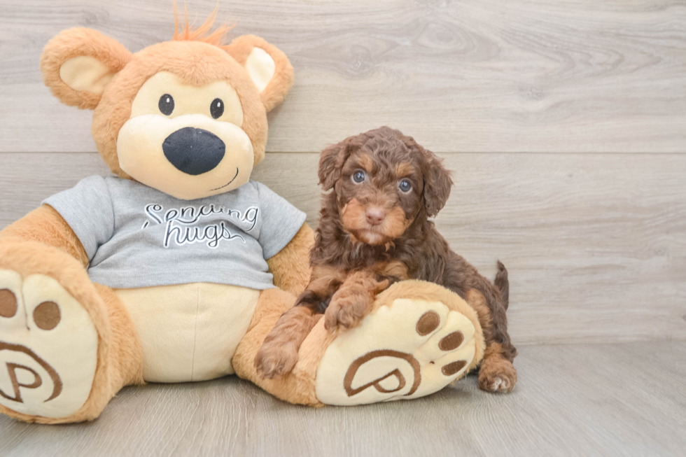 Best Mini Aussiedoodle Baby