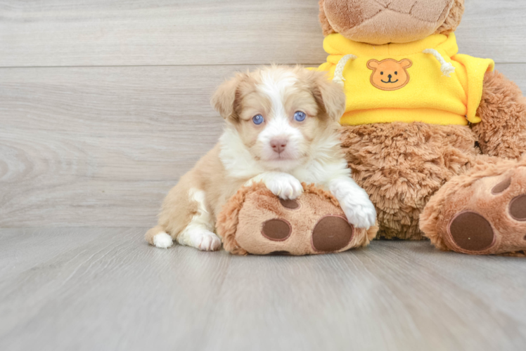 Fluffy Mini Aussiedoodle Poodle Mix Pup