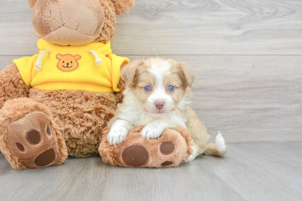 Hypoallergenic Aussiepoo Poodle Mix Puppy