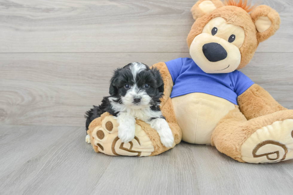 Mini Aussiedoodle Puppy for Adoption