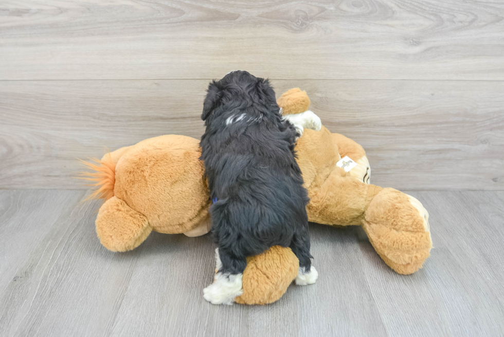 Happy Mini Aussiedoodle Baby