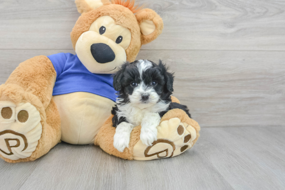 Mini Aussiedoodle Pup Being Cute