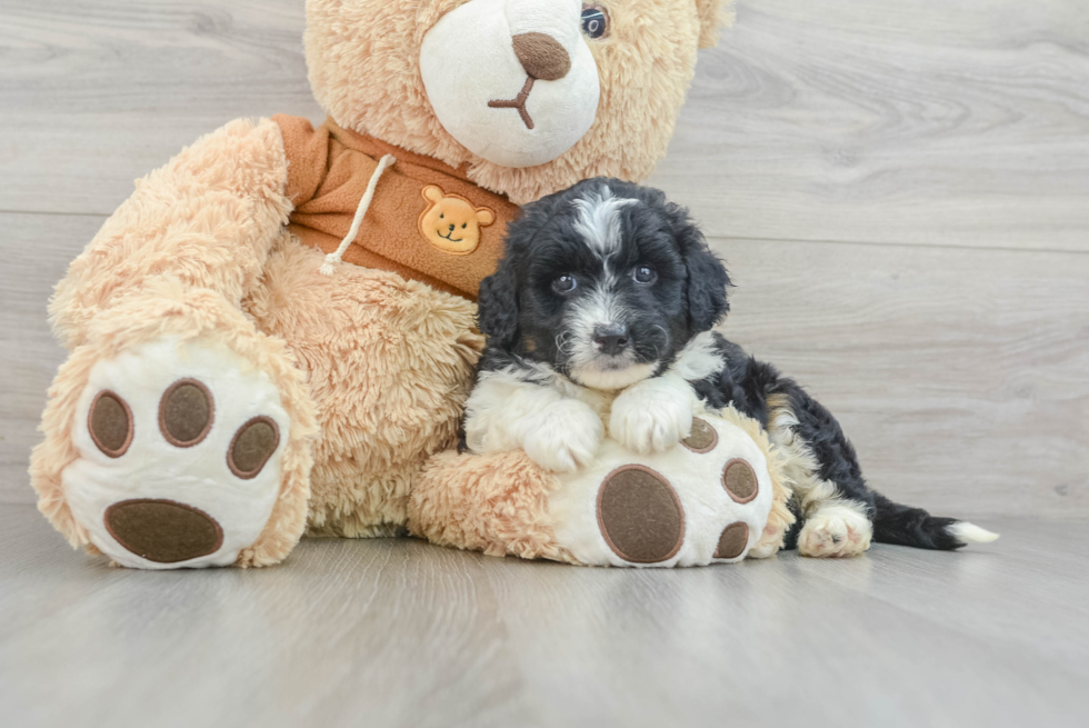 Adorable Mini Australian Shepherd X Poodle Mix Poodle Mix Puppy