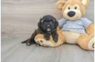 Funny Mini Aussiedoodle Poodle Mix Pup