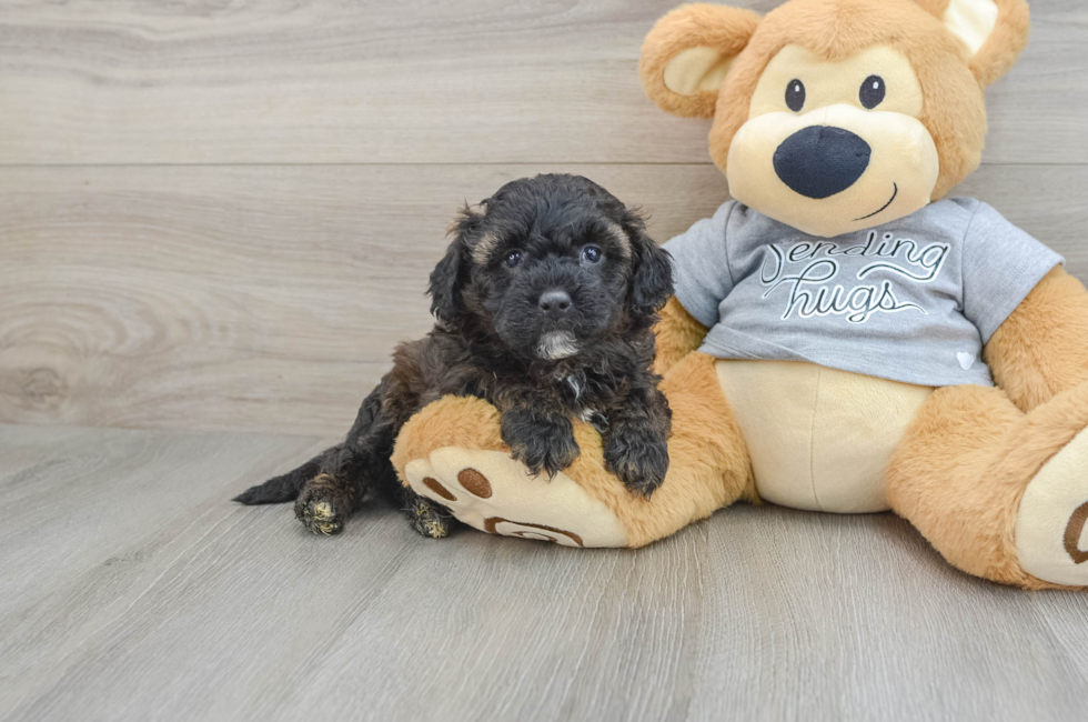 4 week old Mini Aussiedoodle Puppy For Sale - Florida Fur Babies