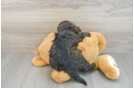 Playful Mini Aussiepoodle Poodle Mix Puppy