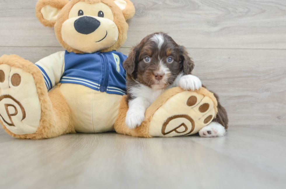 6 week old Mini Aussiedoodle Puppy For Sale - Florida Fur Babies