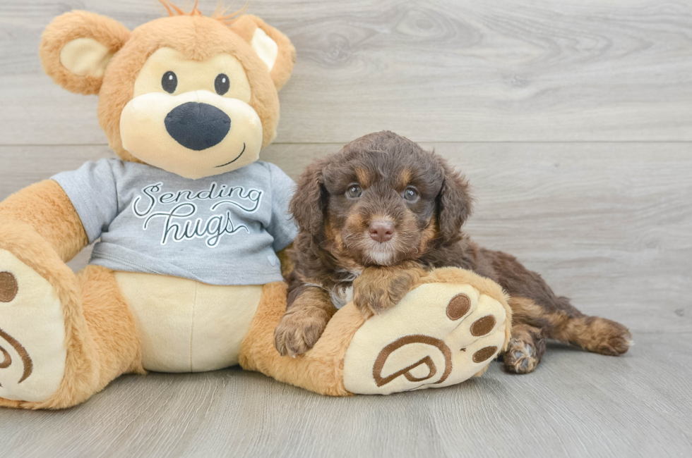7 week old Mini Aussiedoodle Puppy For Sale - Florida Fur Babies