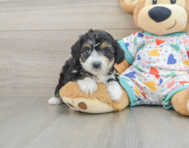 7 week old Mini Aussiedoodle Puppy For Sale - Florida Fur Babies