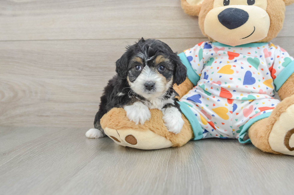 5 week old Mini Aussiedoodle Puppy For Sale - Florida Fur Babies