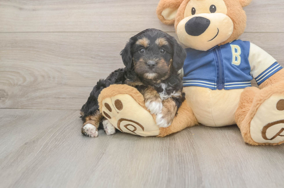 5 week old Mini Aussiedoodle Puppy For Sale - Florida Fur Babies