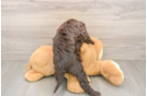 Mini Aussiedoodle Pup Being Cute