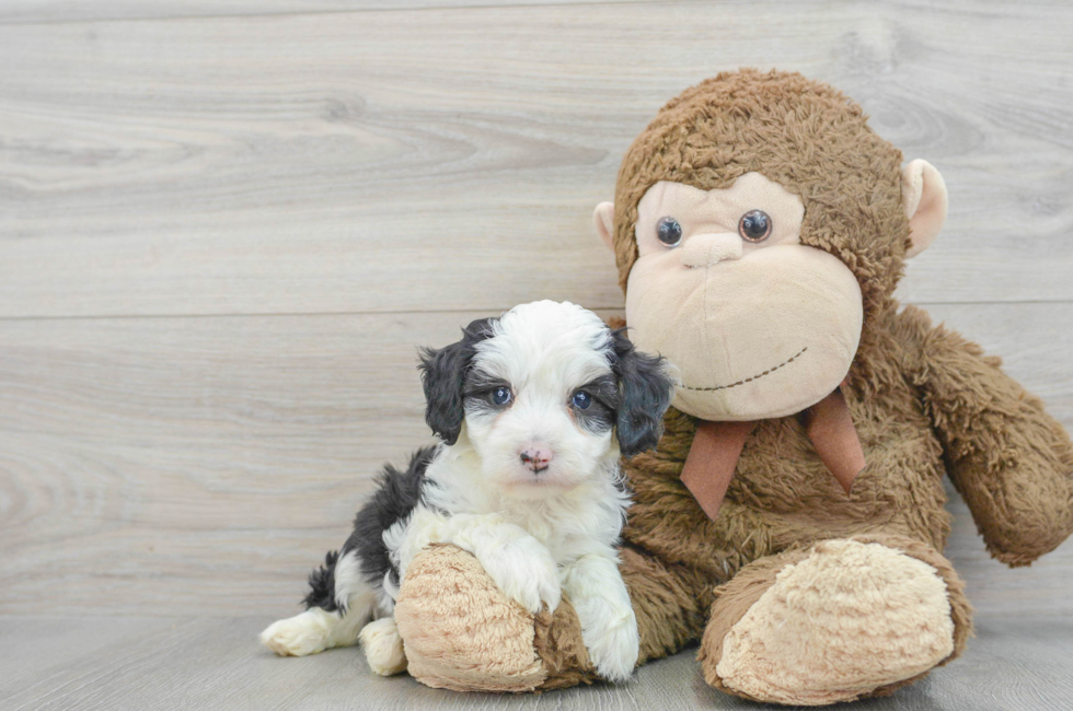 5 week old Mini Aussiedoodle Puppy For Sale - Florida Fur Babies