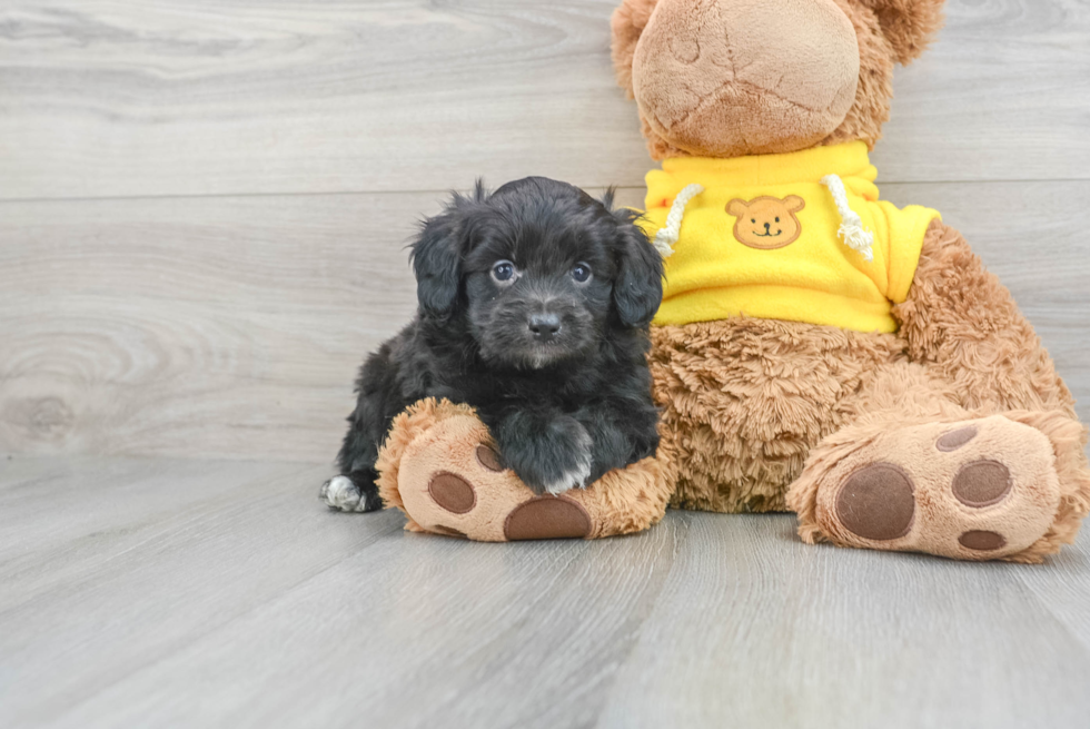 Adorable Aussiepoo Poodle Mix Puppy