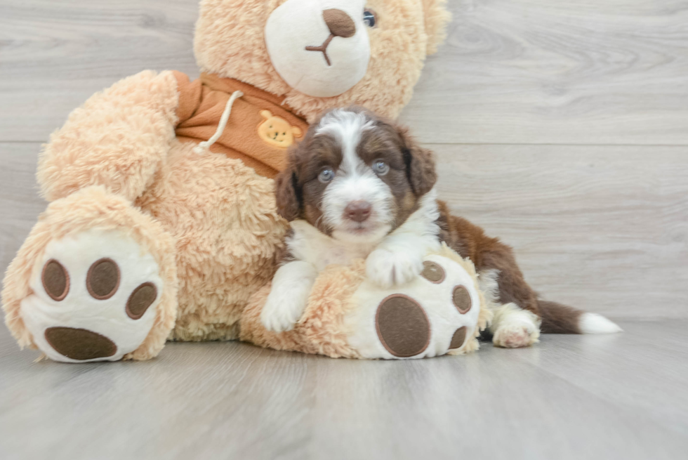 Mini Aussiedoodle Pup Being Cute