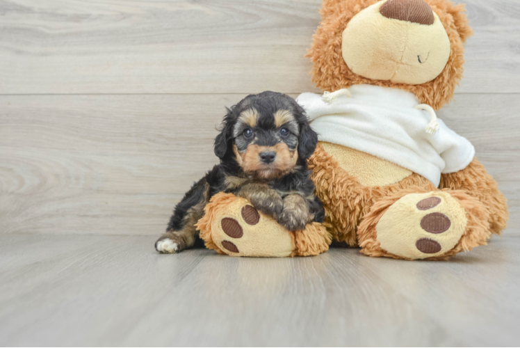 Mini Aussiedoodle Puppy for Adoption