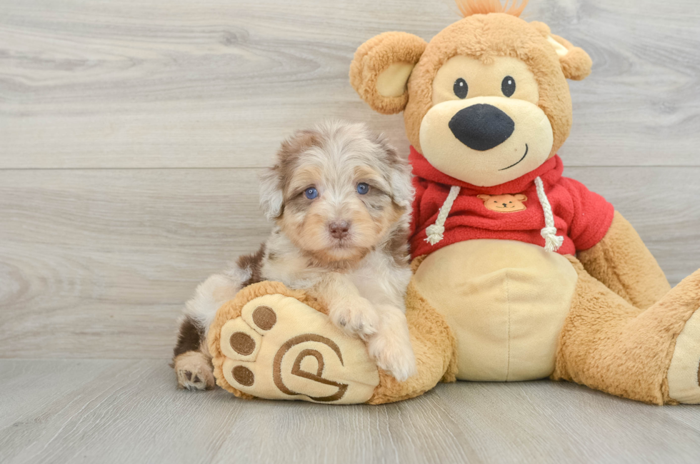 5 week old Mini Aussiedoodle Puppy For Sale - Florida Fur Babies