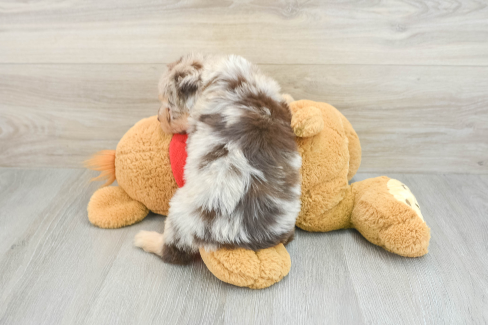 Energetic Aussie Poo Poodle Mix Puppy