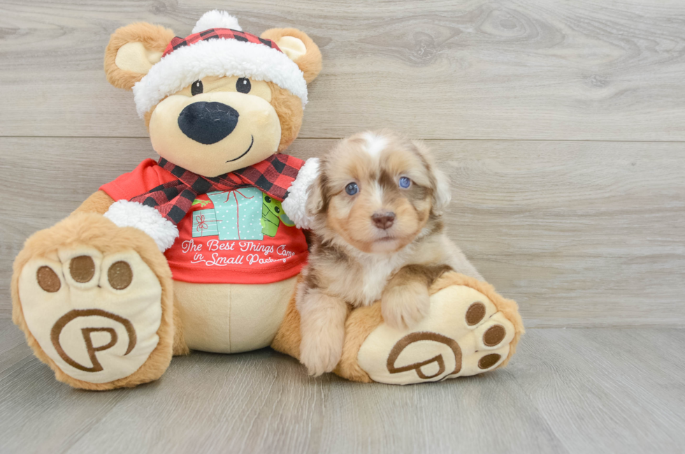 6 week old Mini Aussiedoodle Puppy For Sale - Florida Fur Babies