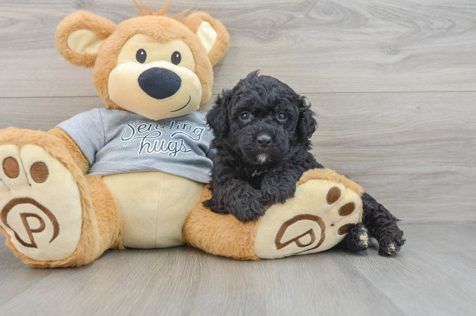 4 week old Mini Aussiedoodle Puppy For Sale - Florida Fur Babies