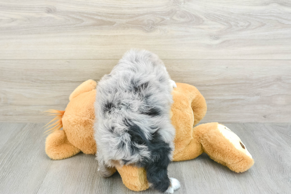 Mini Aussiedoodle Puppy for Adoption